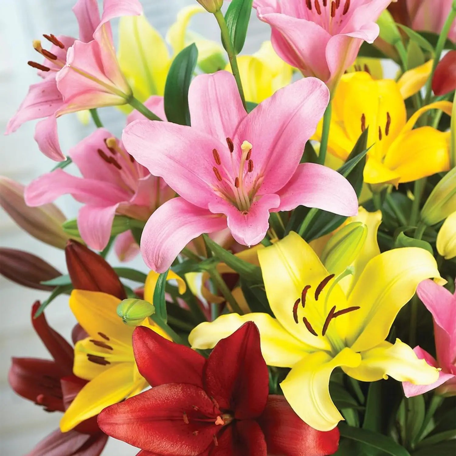 Mixed Di Giglio Flower seeds for Planting - Easy to Grow, Heirloom & GMO Free Seeds for Home Garden