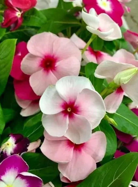 Light Pink Vinca Periwinkle Flower seeds for Planting - Sun Loving, Heirloom & GMO Free Seeds for Home Garden