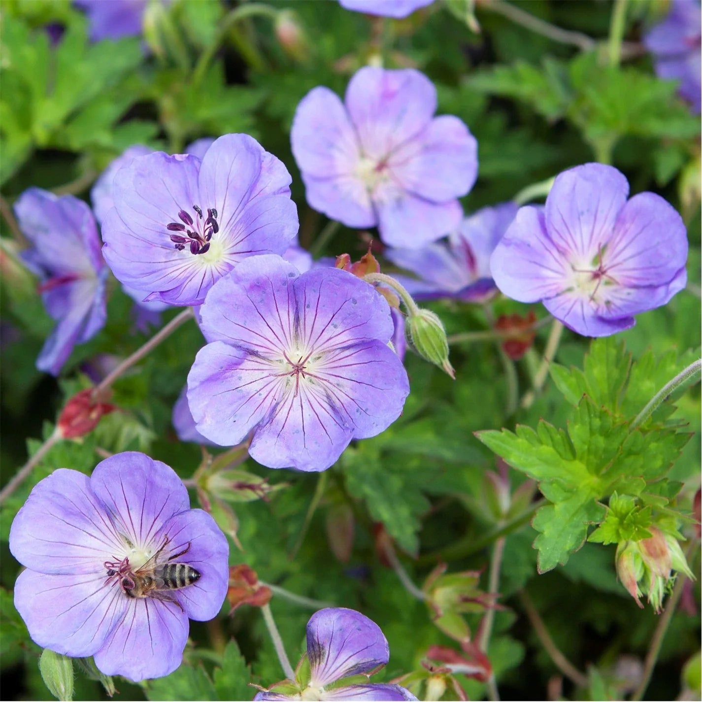 Cranesbill Geranium Seeds for Planting - Perennial Flowering Seeds - Evergrowseeds