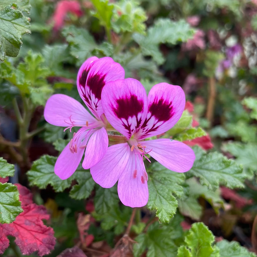 Geranium Pelargonium Rose Flower Seeds for Planting Colorful Display Heirloom & GMO Free Seeds for Home Garden
 
 Sale