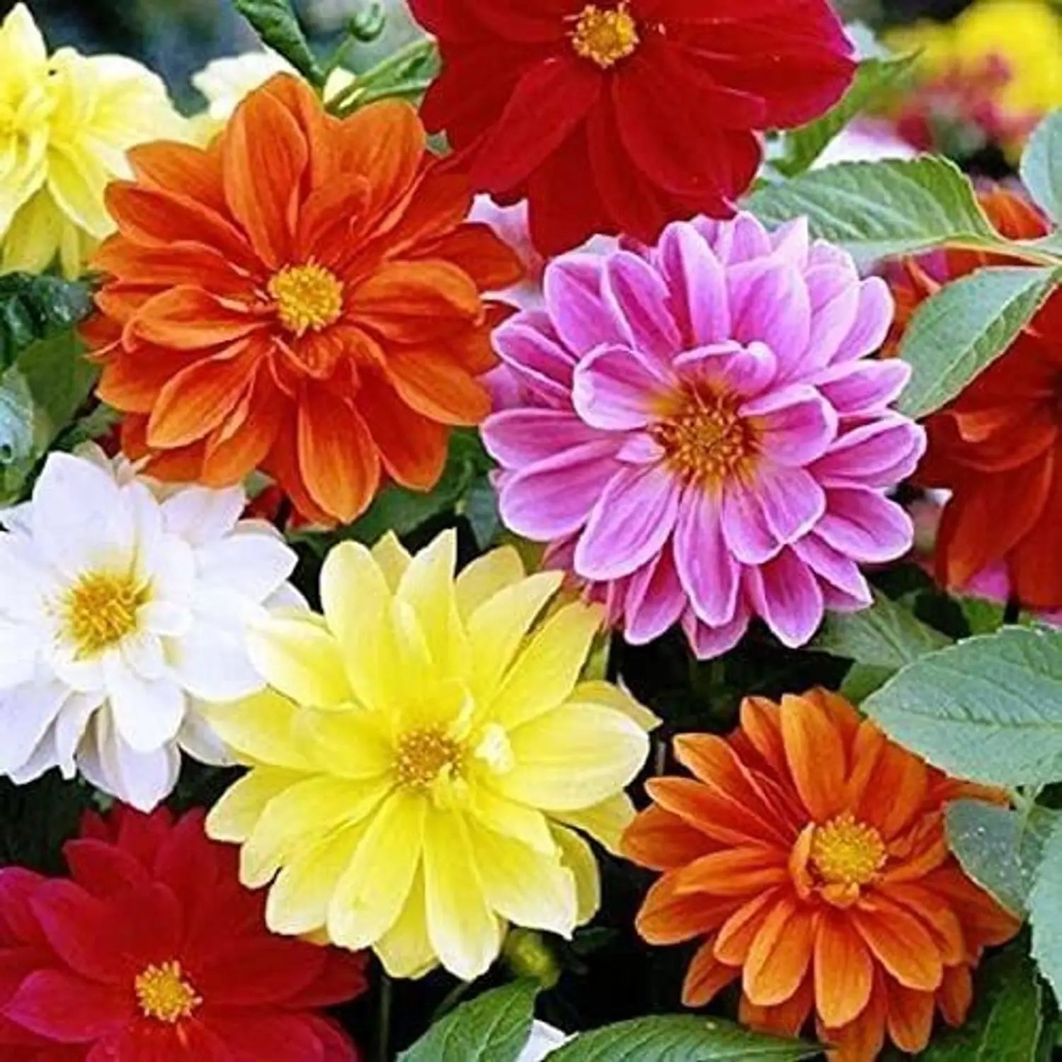 Multi-Color Dahlia Flower Seeds for Planting Mixed