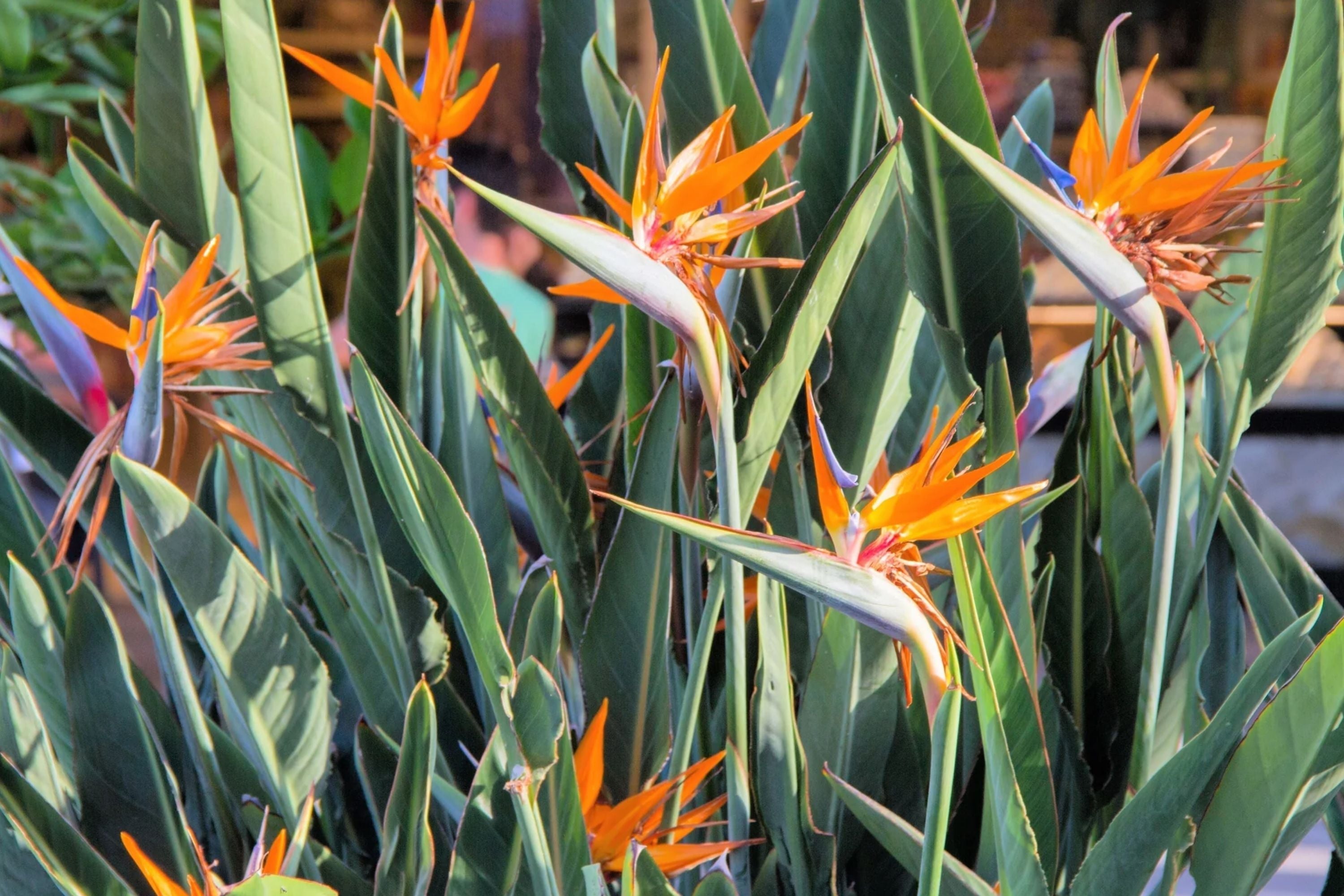 Strelitzia Reginae Seeds for Planting