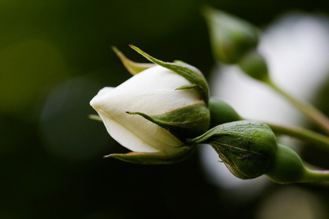 Cream Dragon Rose Flower seeds for Planting - Shade Tolerant, Heirloom & GMO Free Seeds for Home Garden
