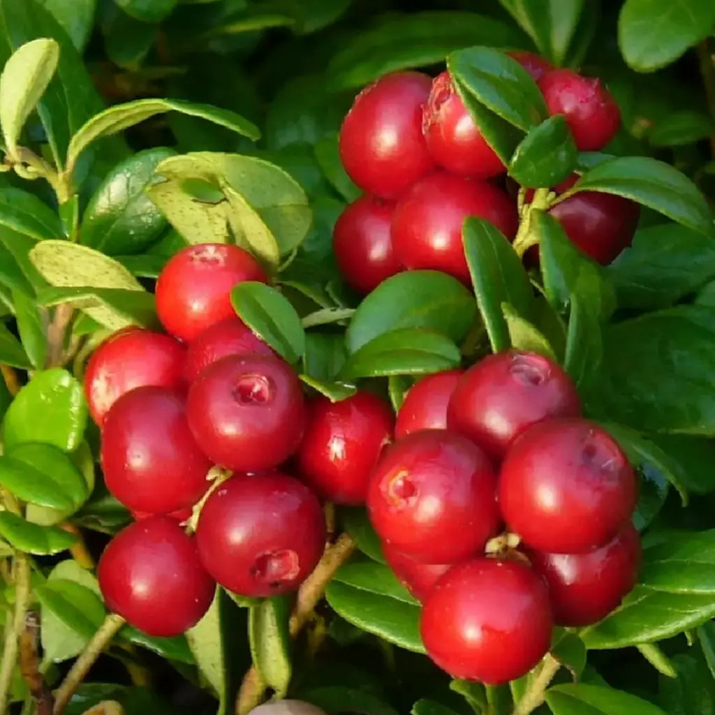 Cranberry Seeds for Planting - Vaccinium Macrocarpon Fruit Seeds