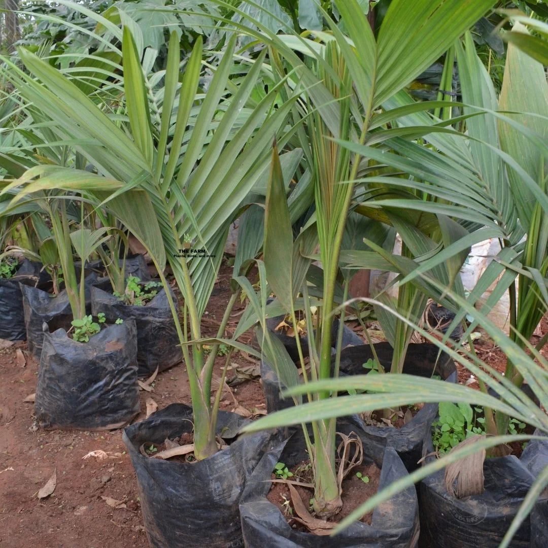 Green Piccabeen Plant Seeds for Easy Planting