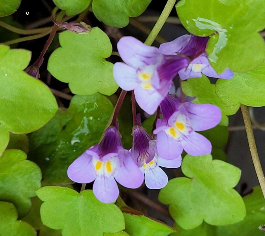 Cymbalaria Muralis Flower seeds for Planting - Sun Loving, Heirloom & GMO Free Seeds for Home Garden