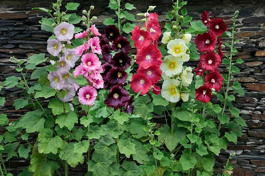 Mallow Alcea Rosea Flower seeds for Planting - Seasonal Bloomer, Heirloom & GMO Free Seeds for Home Garden