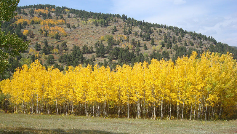 Aspen Tree Seeds For Planting Majestic Trees
