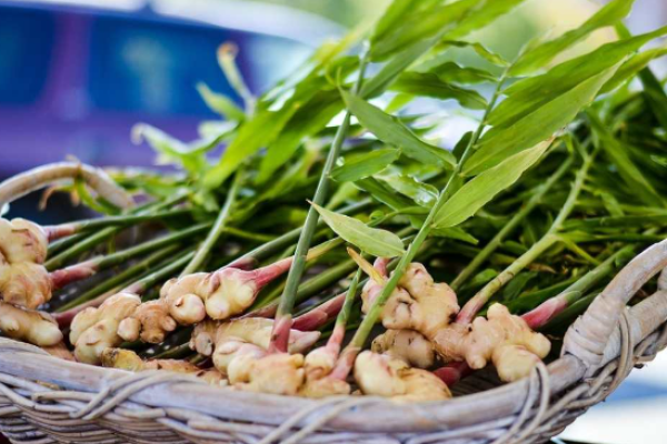 Ginger Seeds: Essential Planting Guide