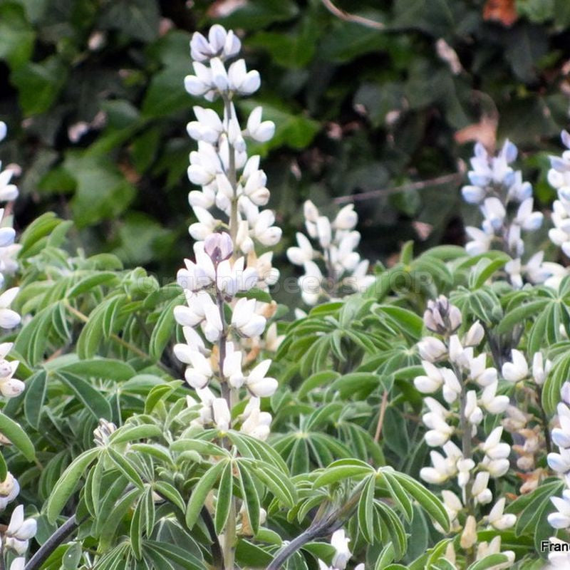 Lupinus Albus Flower seeds for Planting - Long Bloom Season, Heirloom & GMO Free Seeds for Home Garden