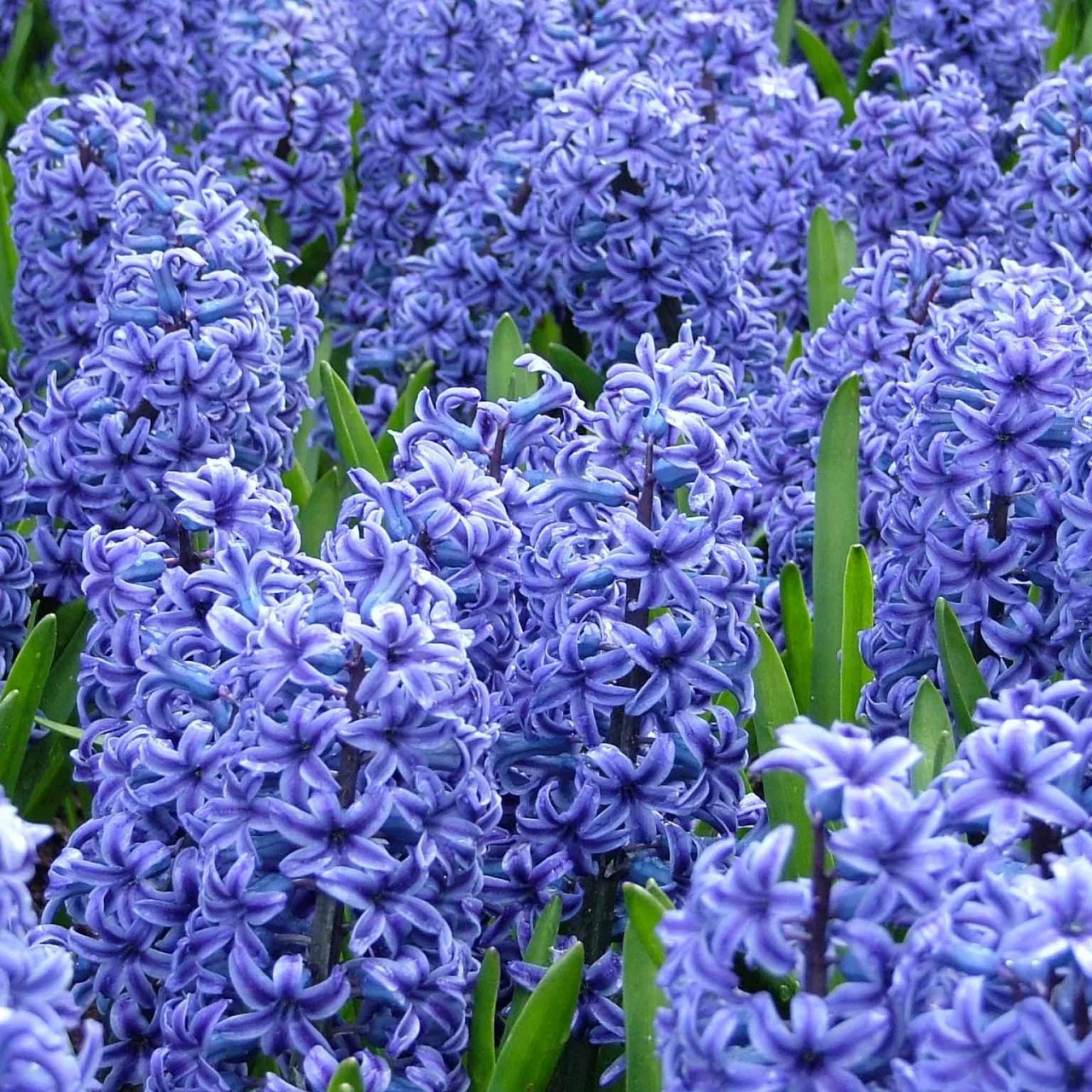 Hyacinthus Orientalis Flower seeds for Planting Pollinator Friendly Heirloom & GMO Free Seeds for Home Garden
