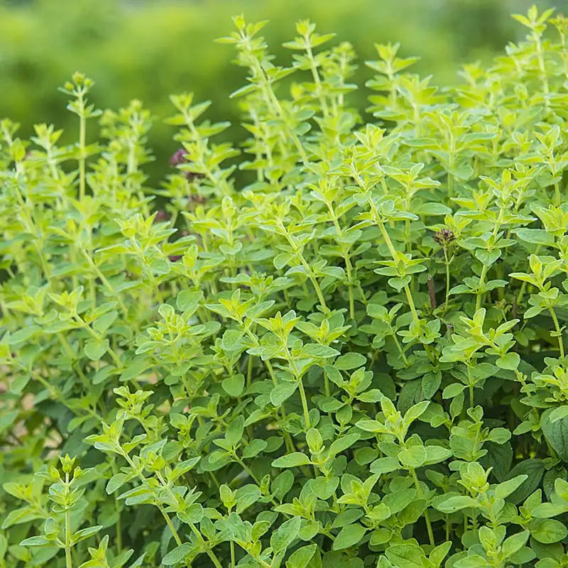 Oregano Herb Seeds for Planting - Grow Fresh Flavor
