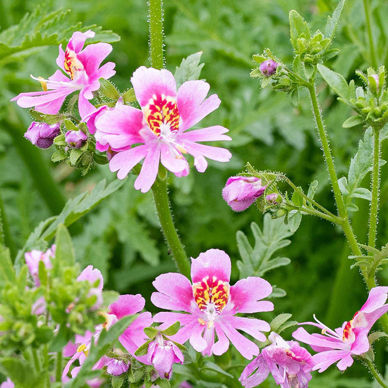 Schizanthus Flower seeds for Planting Cut Flower Favorite Heirloom & GMO Free Seeds for Home Garden