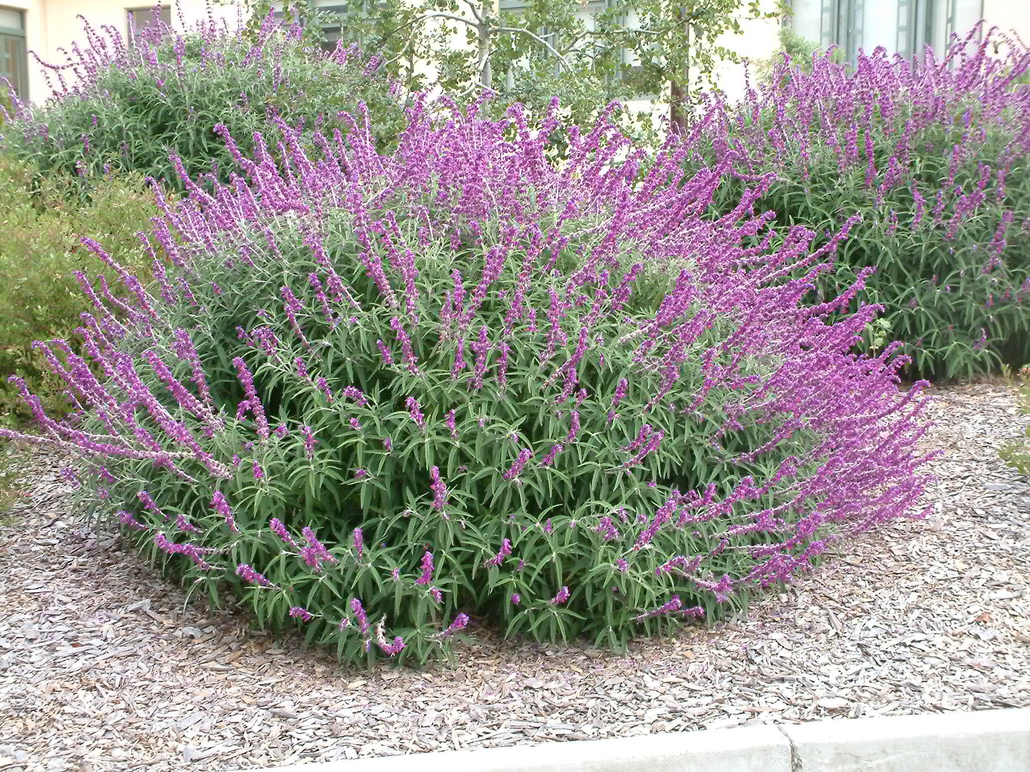 Lavender Barbara Flower seeds for Planting - Colorful Display, Heirloom & GMO Free Seeds for Home Garden
