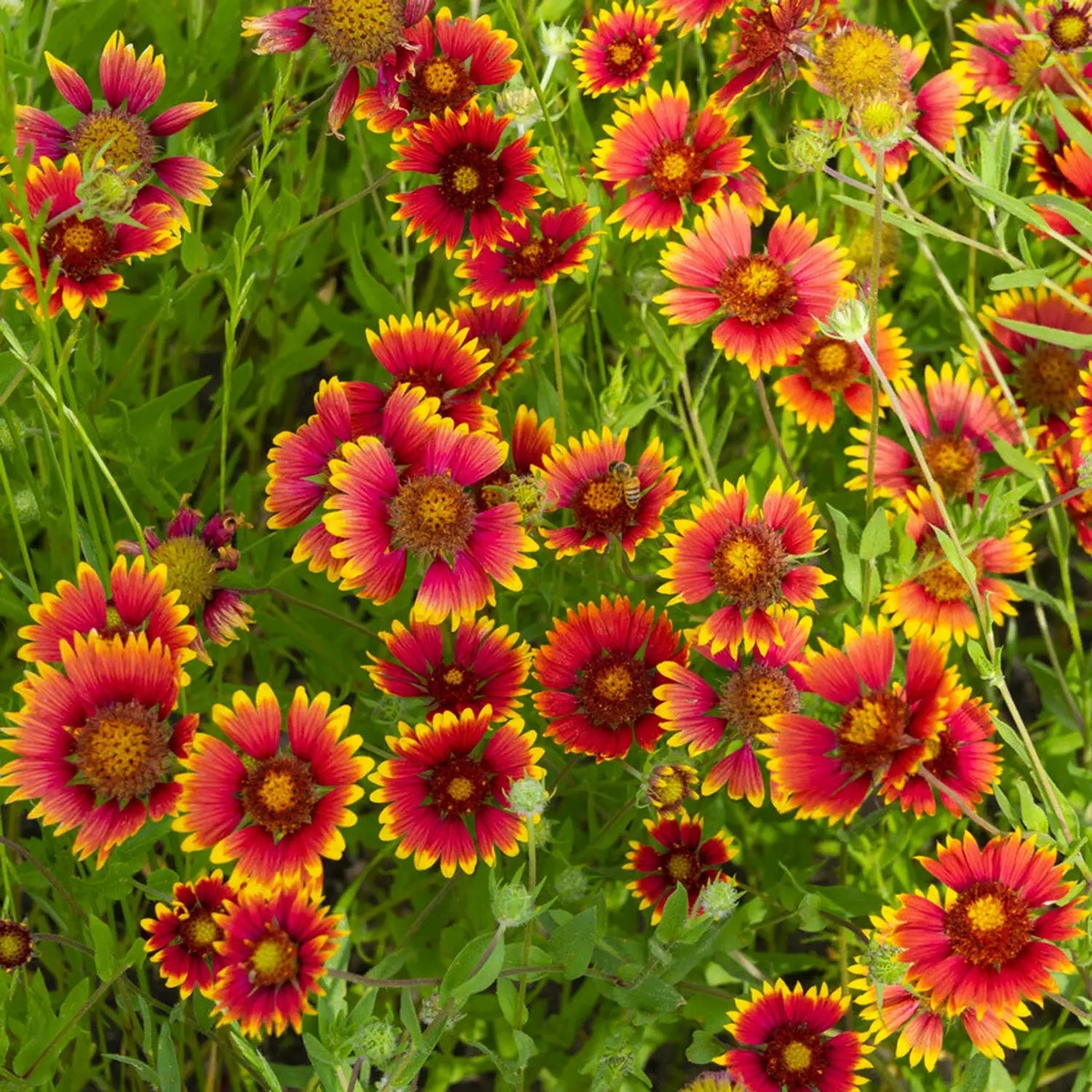 Yellow Red Aristata Flower seeds for Planting - Perfect for Borders, Heirloom & GMO Free Seeds for Home Garden