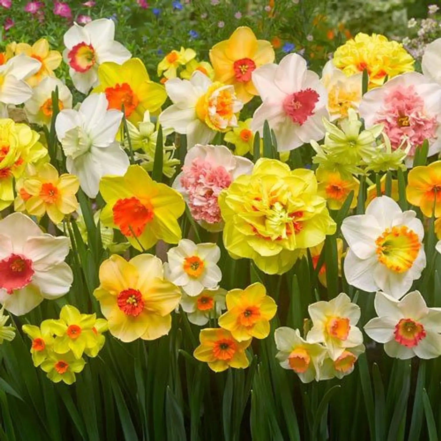 Jonquil Flower seeds for Planting - Easy to Grow, Heirloom & GMO Free Seeds for Home Garden