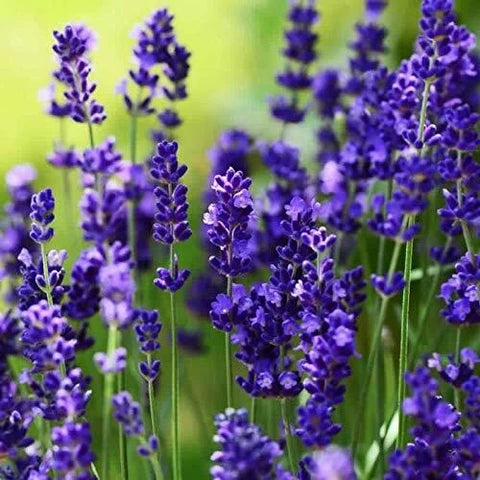 Lavender Avonview Flower seeds for Planting - Bright Blooms, Heirloom & GMO Free Seeds for Home Garden