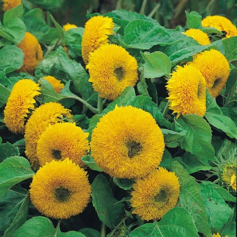 Helianthus Salicifolius Flower seeds for Planting - Cut Flower Favorite, Heirloom & GMO Free Seeds for Home Garden