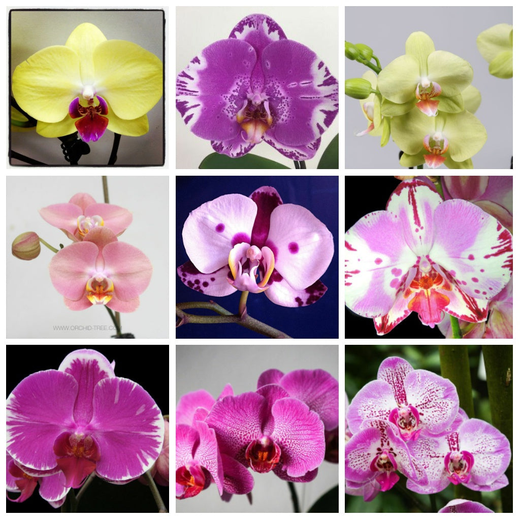 Mixed Butterfly Orchid Flower seeds for Planting - Long Bloom Season, Heirloom & GMO Free Seeds for Home Garden