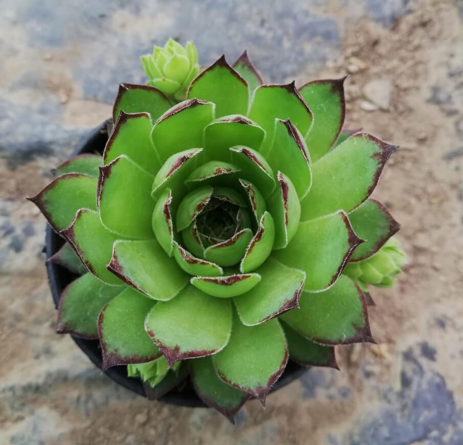 Green Chicks Sempervivum Flower seeds for Planting - Sun Loving, Heirloom & GMO Free Seeds for Home Garden