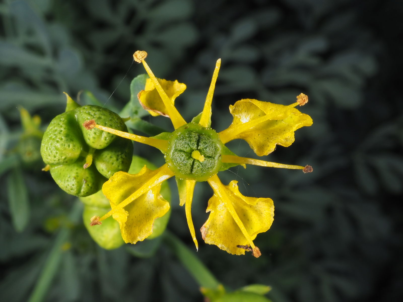 Ruta Flower seeds for Planting Premium Quality Heirloom & GMO Free Seeds for Home Garden