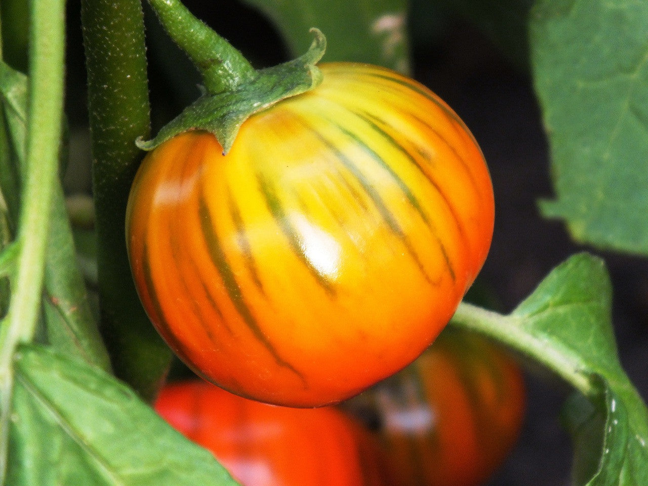 Orange Turkish Vegetable Seeds for Planting
