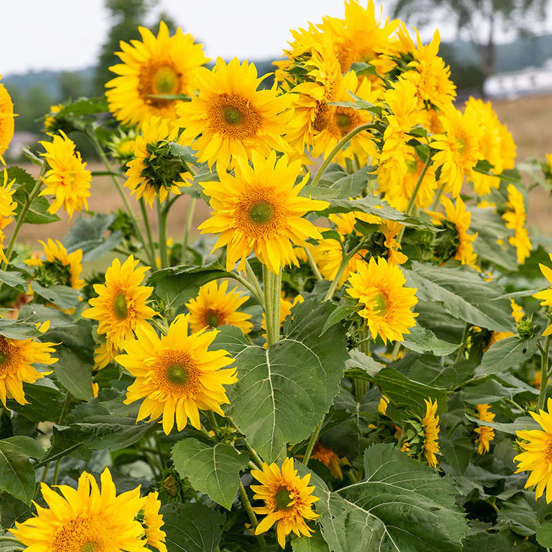 Heirloom Burst SunFlower seeds for Planting Drought Tolerant Heirloom & GMO Free Seeds for Home Garden