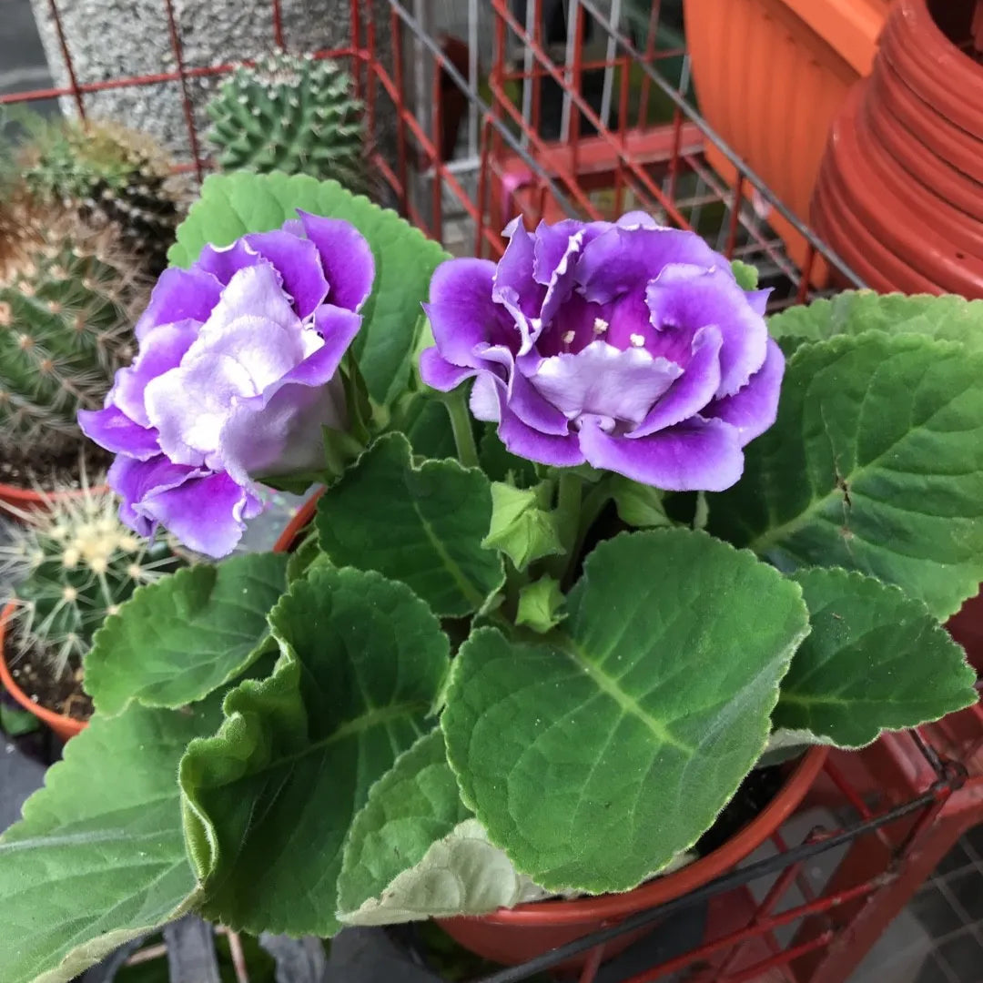 Violet Gloxinia Sinningia Flower Seeds for Planting Premium Quality Heirloom & GMO Free Seeds for Home Garden
 
 Sale