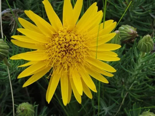 Grindelia Flower seeds for Planting - Seasonal Bloomer, Heirloom & GMO Free Seeds for Home Garden