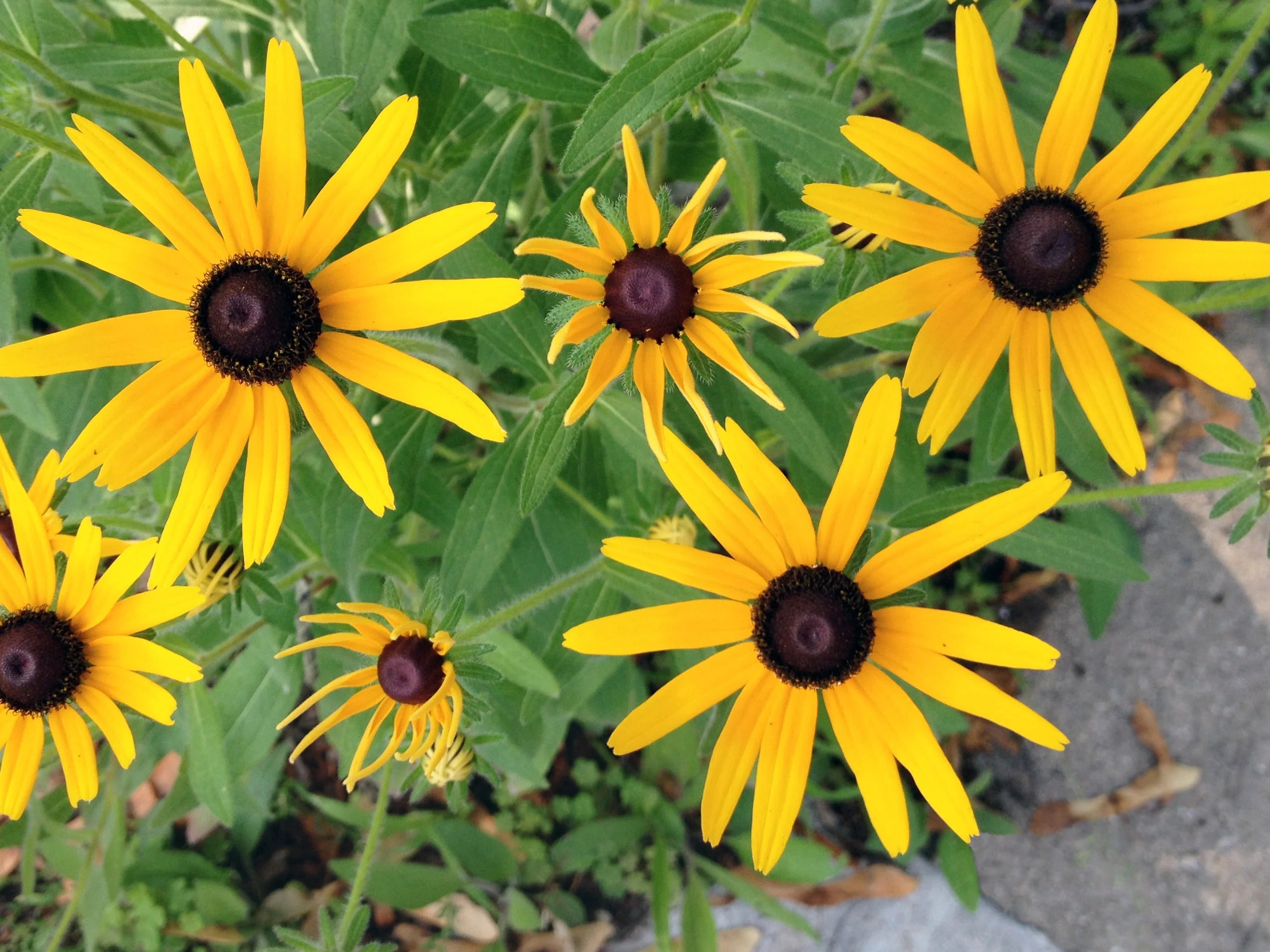 Rudbeckia Flower seeds for Planting Compact Growth Heirloom & GMO Free Seeds for Home Garden