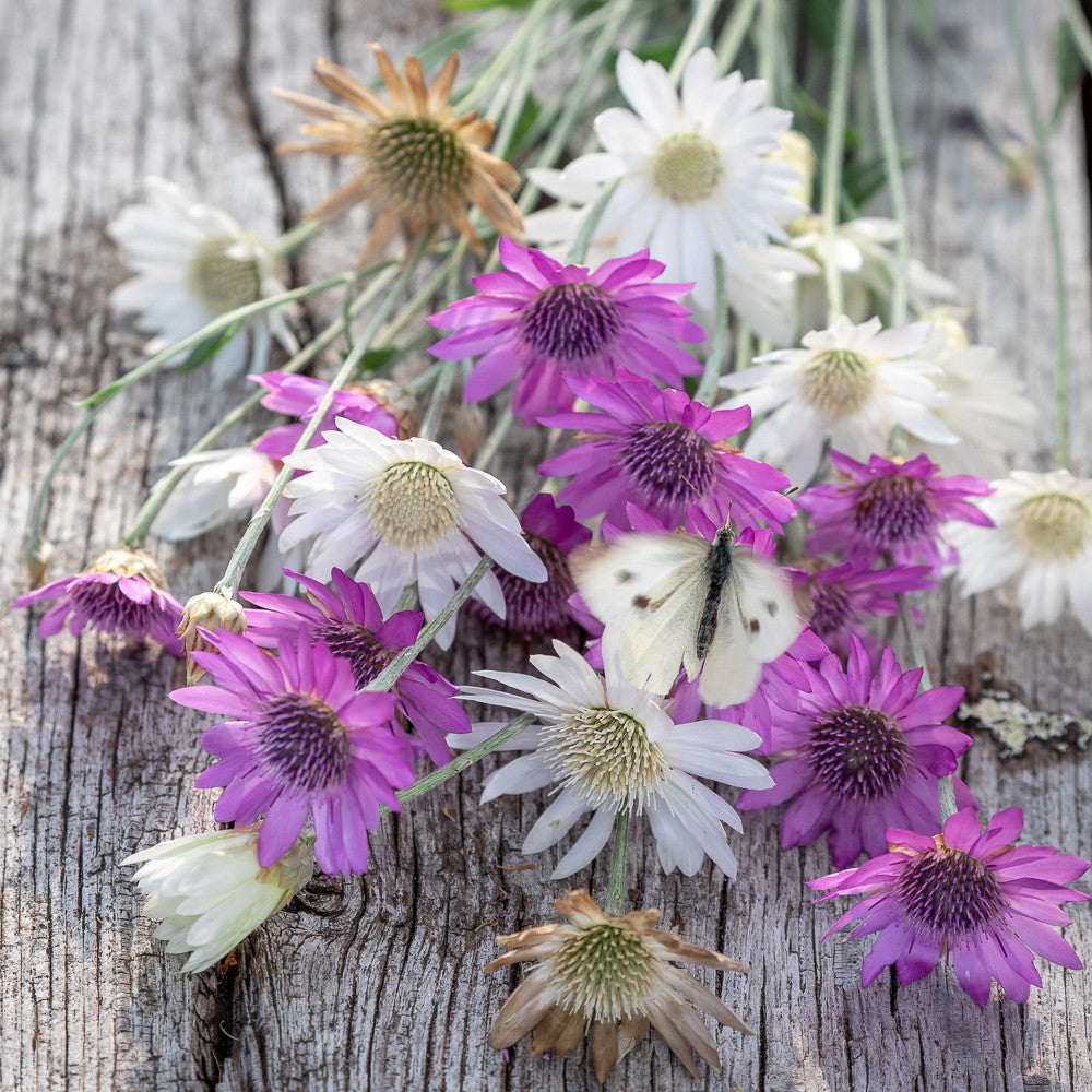 Xeranthemum Annum Flower Seeds for Easy Planting