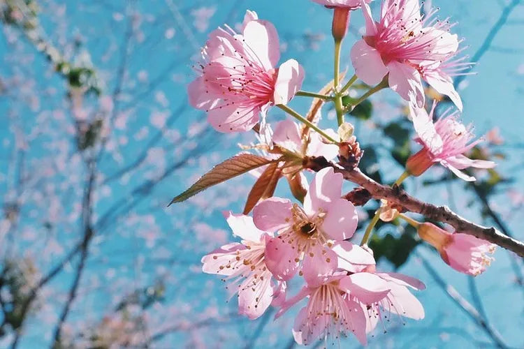 Light Pink Cerasus Perennial Flower Seeds for Planting Fragrant Blossoms Heirloom & GMO Free Seeds for Home Garden
 
 Sale