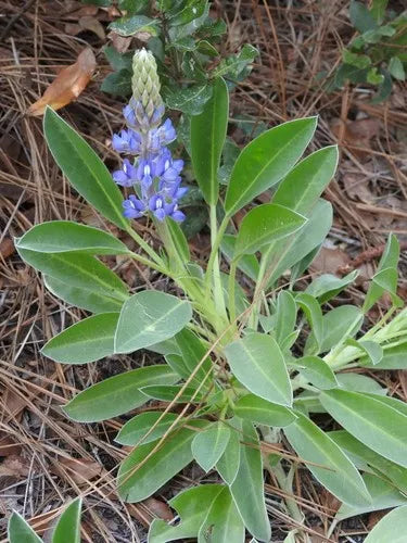 Sky Blue Lupine Flower seeds for Planting - Seasonal Bloomer, Heirloom & GMO Free Seeds for Home Garden