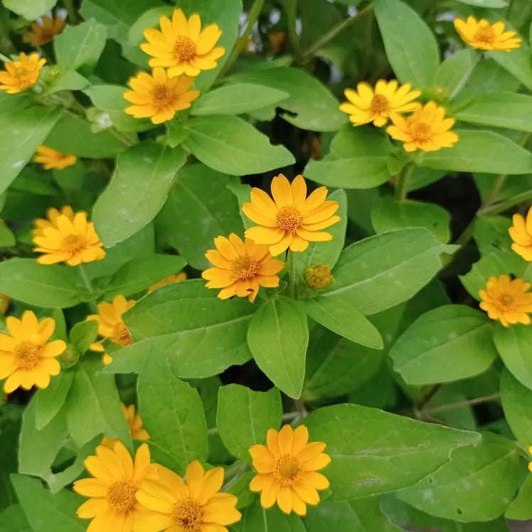 Melampodium Flower seeds for Planting Vibrant Colors Heirloom & GMO Free Seeds for Home Garden