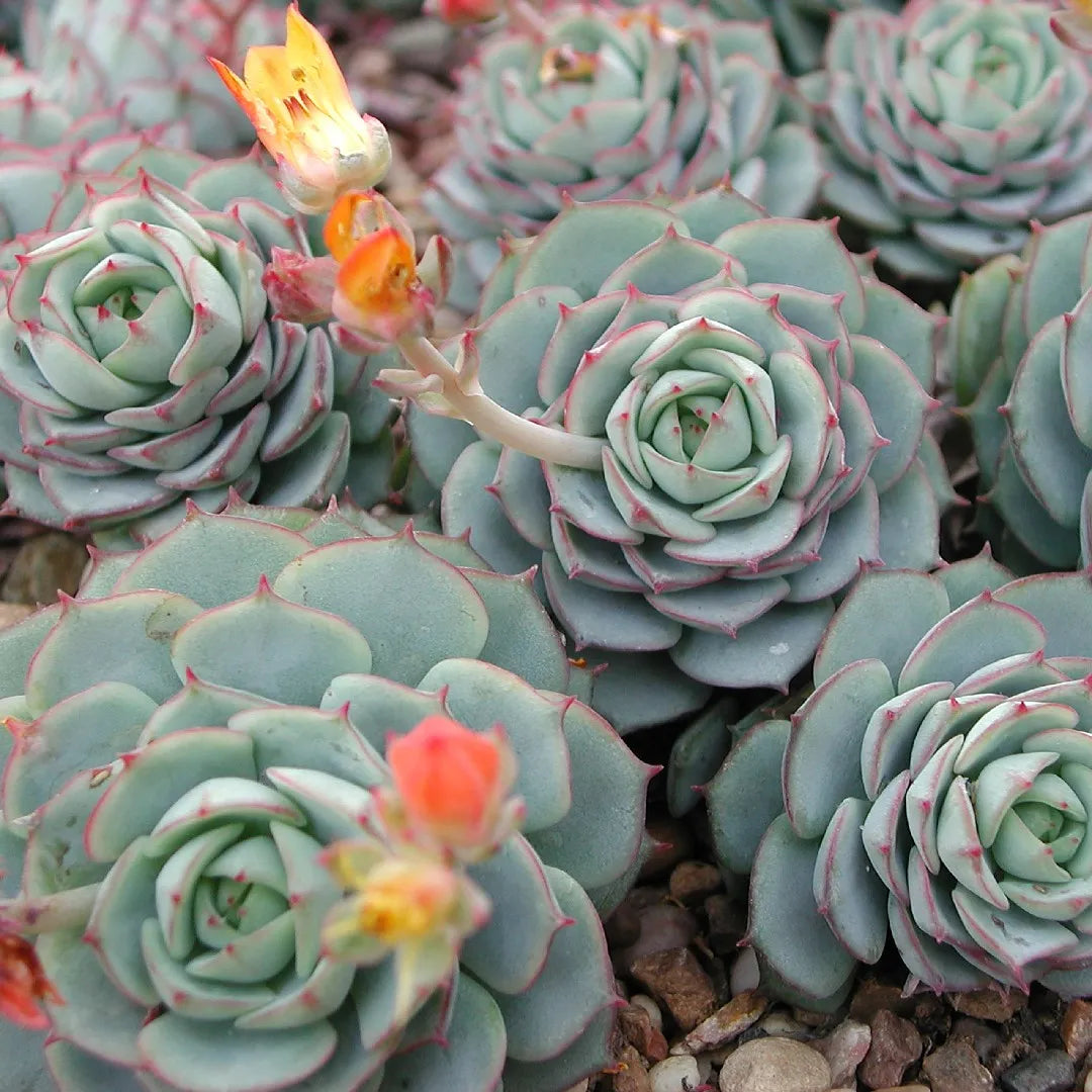 Blue Echeveria Derenbergii Seeds for Planting