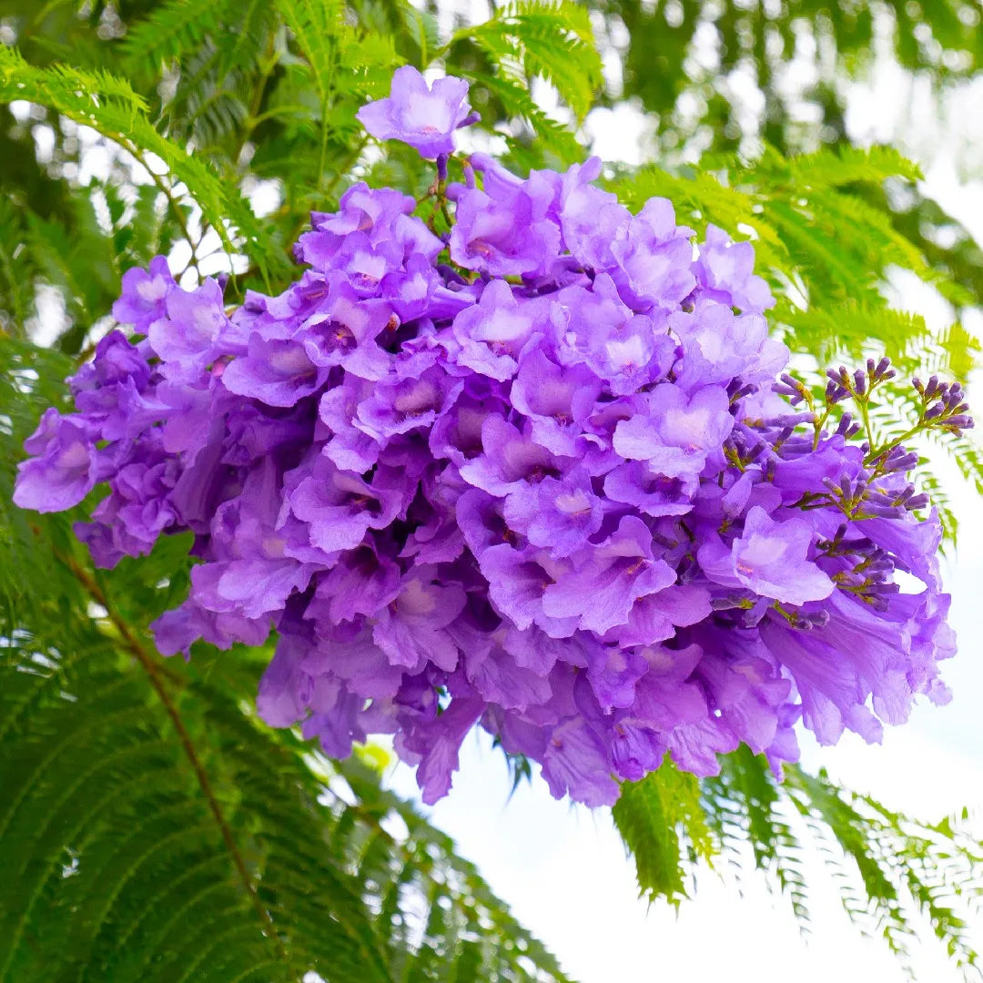Jacaranda Flower Seeds for Planting  Create a Vibrant Garden