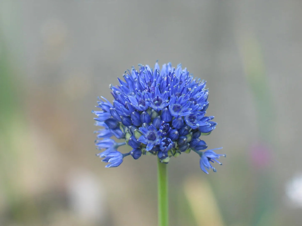 Blue Garlic Seeds Premium Vegetable Planting Seeds., Premium Seeds seed packet for home gardening