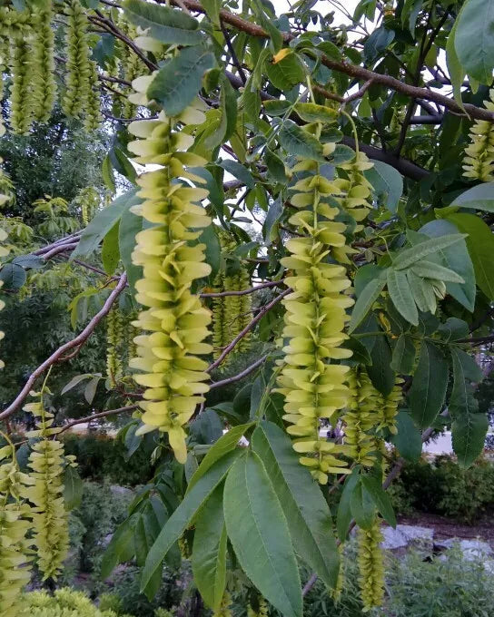 Pterocarya Stenoptera Flower seeds for Planting - Bright Blooms, Heirloom & GMO Free Seeds for Home Garden