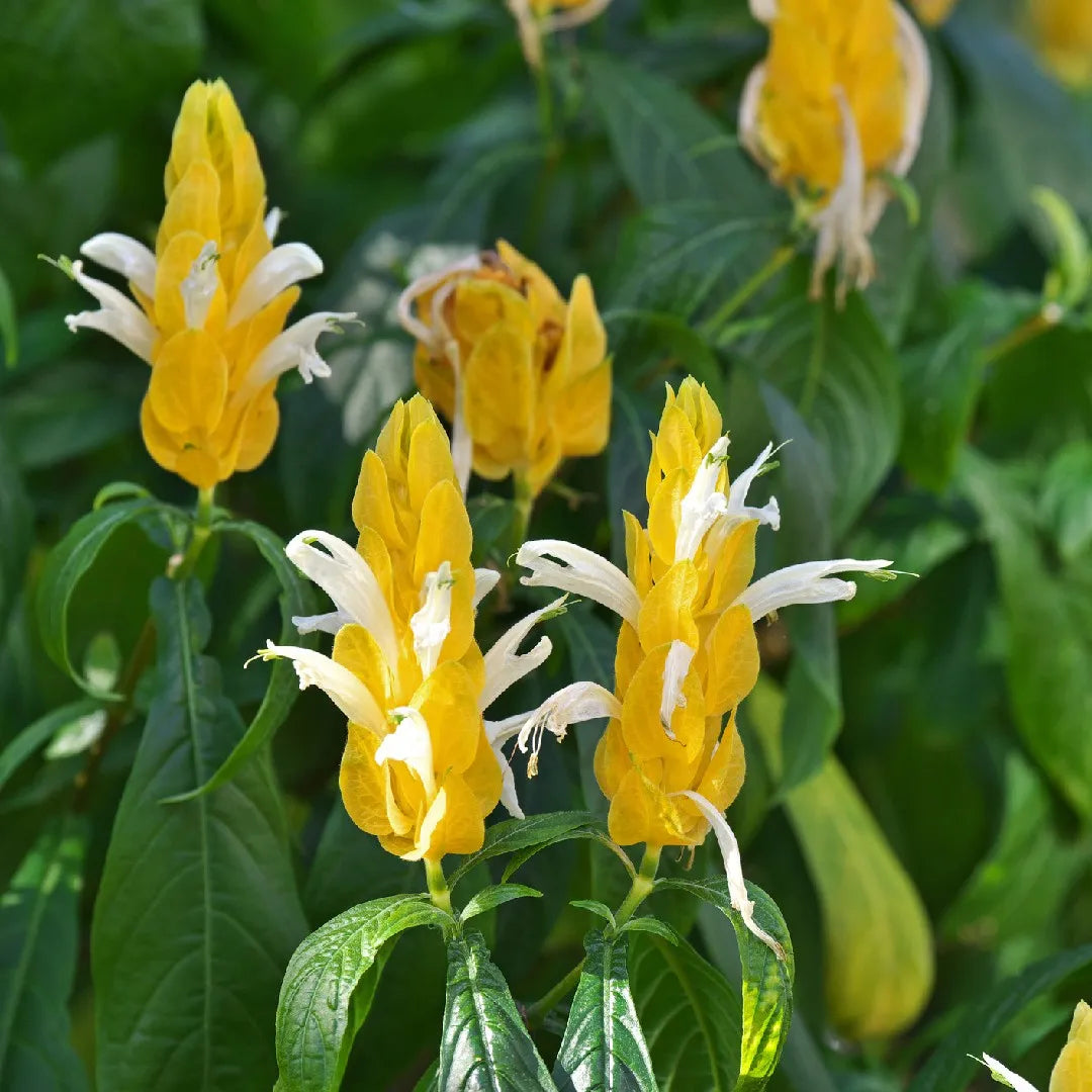 Light Yellow Pachystachys Flower seeds for Planting - Seasonal Bloomer, Heirloom & GMO Free Seeds for Home Garden