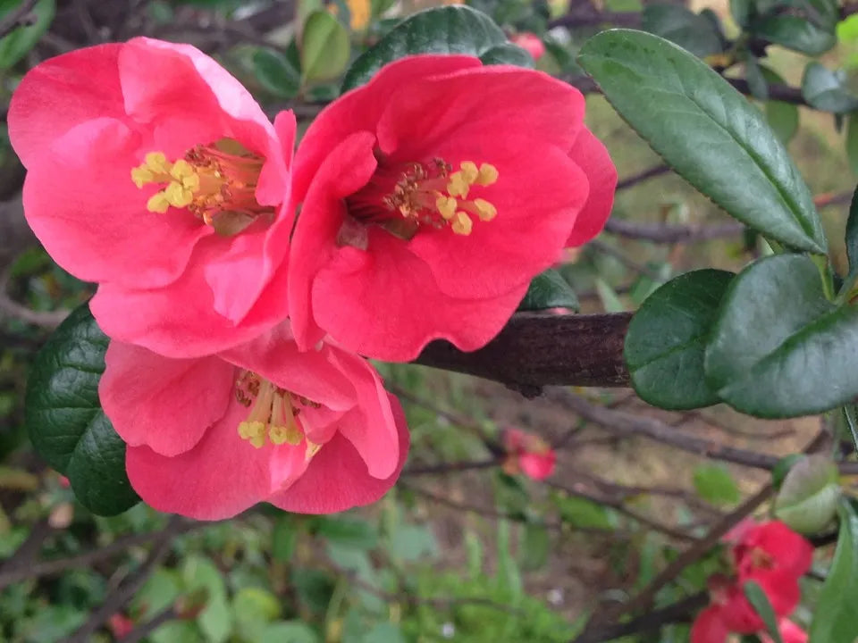 Pink Chaenomeles Flower seeds for Planting - Long Bloom Season, Heirloom & GMO Free Seeds for Home Garden