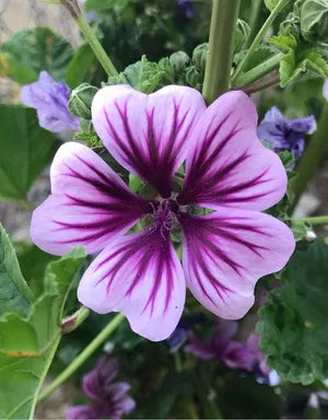 Malva Flower seeds for Planting - Seasonal Bloomer, Heirloom & GMO Free Seeds for Home Garden