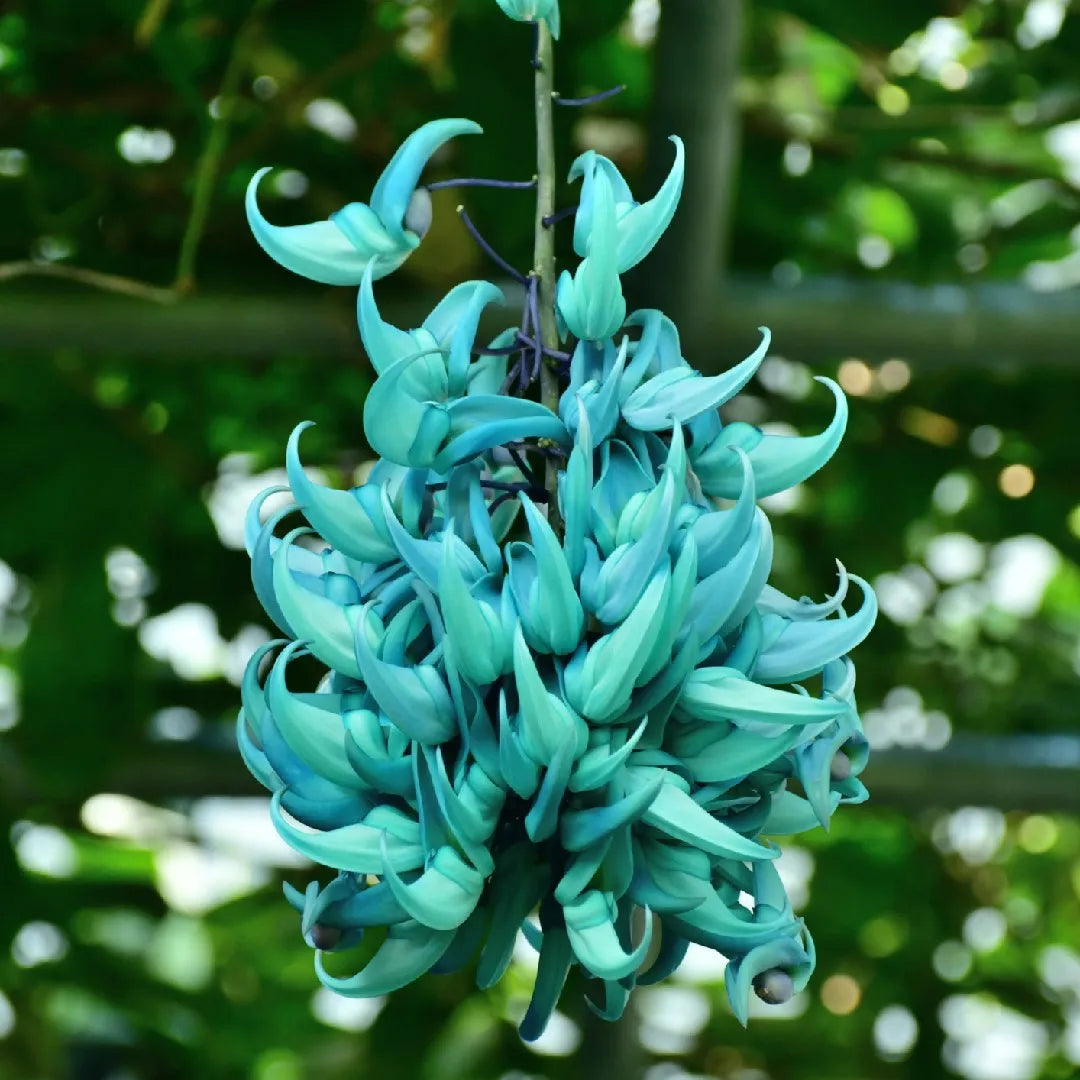 Light Green Strongylodon Flower Seeds for Planting Bright Blooms Heirloom & GMO Free Seeds for Home Garden Sale