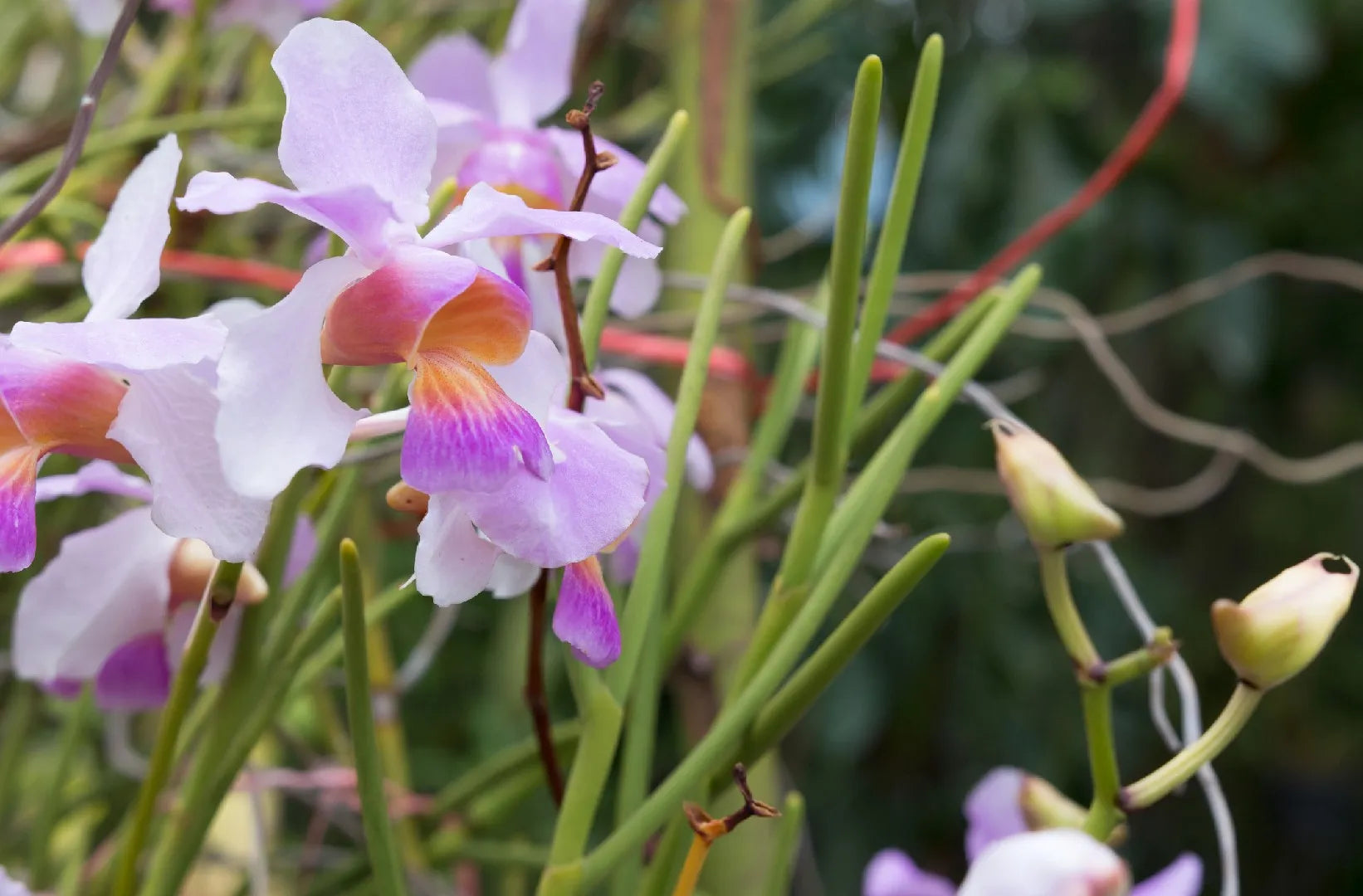 Parrot Orchid Flower seeds for Planting - Shade Tolerant, Heirloom & GMO Free Seeds for Home Garden