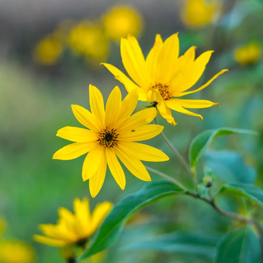 Yellow Maximilian Flower seeds for Planting - Hardy Variety, Heirloom & GMO Free Seeds for Home Garden