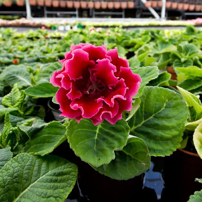 Dark Pink Gloxinia Flower Seeds for Planting Wildflower Mix Heirloom & GMO Free Seeds for Home Garden
 
 Sale