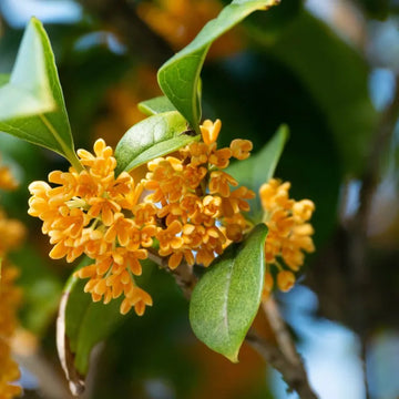 Heirloom Osmanthus Tree Flower seeds for Planting Easy to Grow Heirloom & GMO Free Seeds for Home Garden