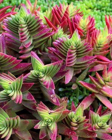 Red Pagoda Flower seeds for Planting - Seasonal Bloomer, Heirloom & GMO Free Seeds for Home Garden