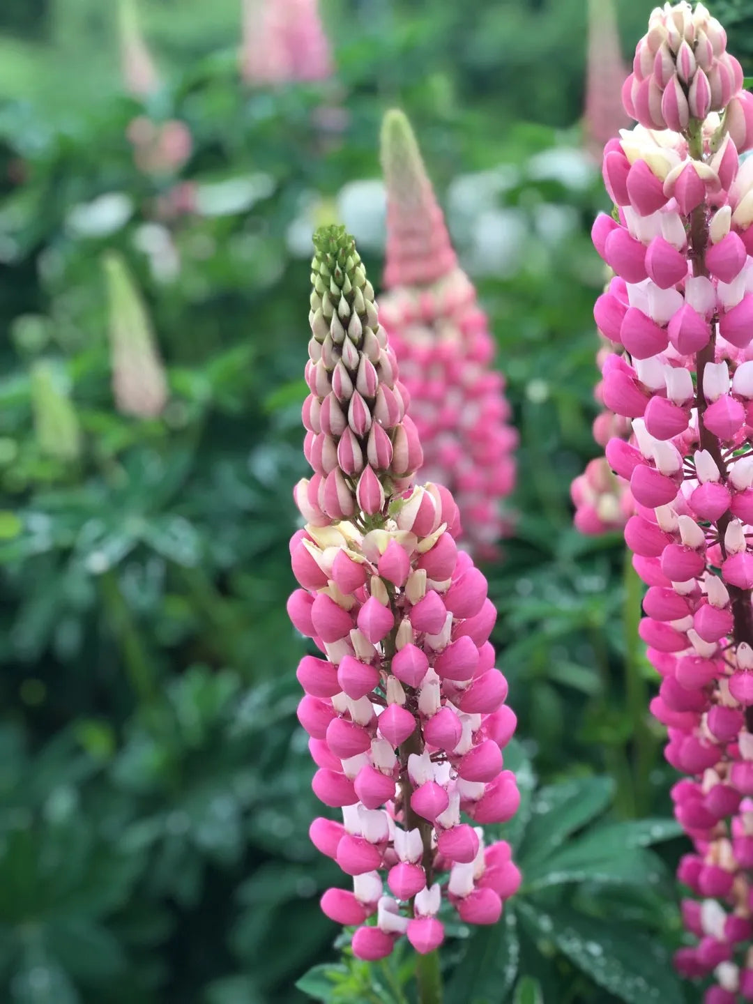 Thick Pink Lupine Flower Seeds for Planting Fragrant Blossoms Heirloom & GMO Free Seeds for Home Garden Sale
