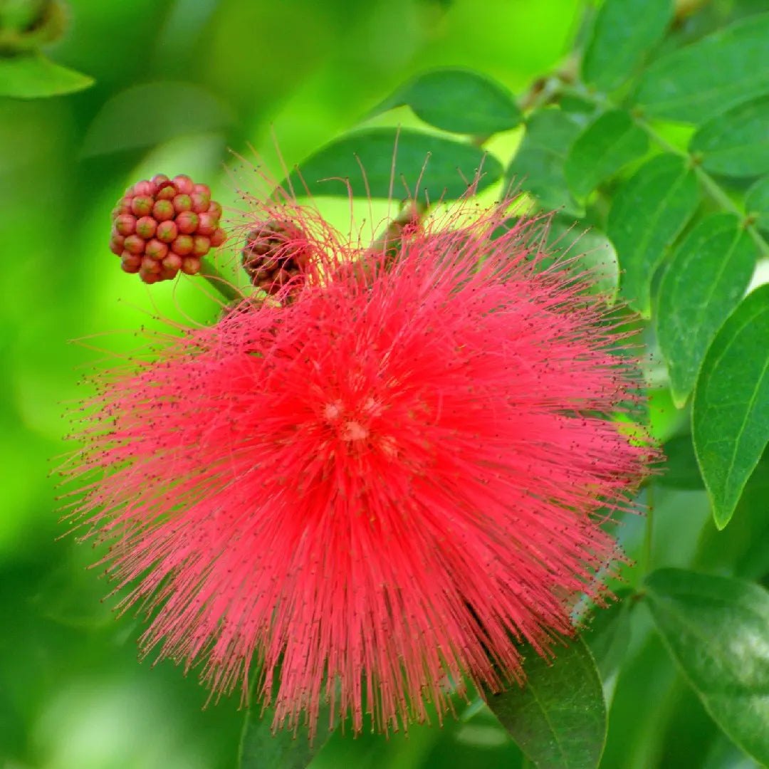 Mimosa Pudica Flower seeds for Planting - Fragrant Blossoms, Heirloom & GMO Free Seeds for Home Garden