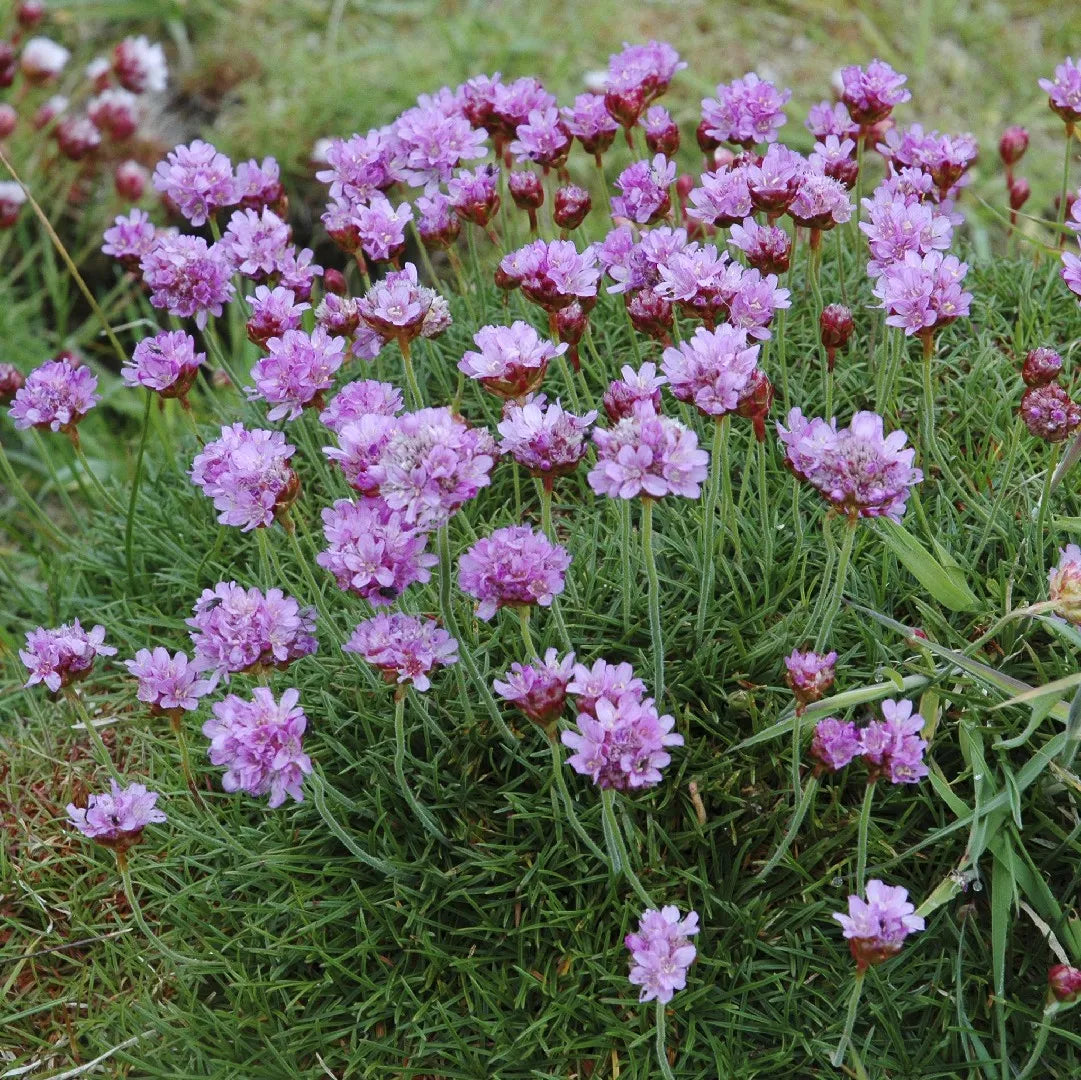 Maritima Flower seeds for Planting Bright Blooms Heirloom & GMO Free Seeds for Home Garden